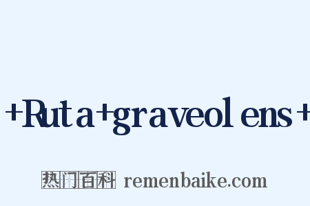 +Ruta+graveolens+是什么意思的图片